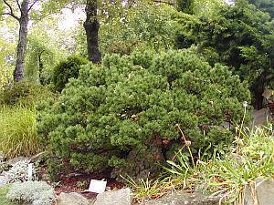 Купить оптом в Ботанике Сосна Pinus mugo mugo С3