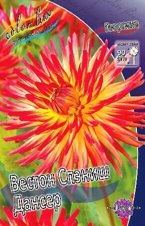 Купить оптом в Ботанике Георгина Вестон Спэниш Дансэр 1 шт кактусовые 