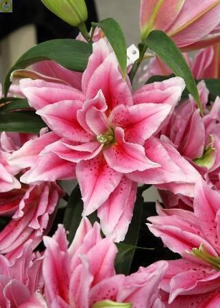 Купить оптом в Ботанике Лилия Кьяра 25 шт