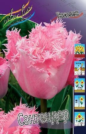 Купить оптом в Ботанике Тюльпан Сантендер 8 шт