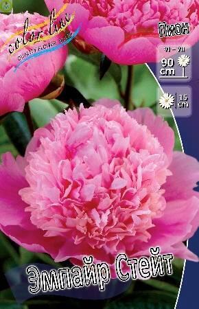 Купить оптом в Ботанике Пион Эмпайр Стейт 25 шт
