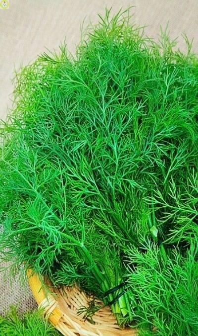 Купить оптом в Ботанике семена Укроп Кибрай УД бренд Уральский дачник