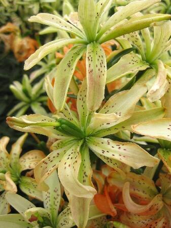 Купить оптом в Ботанике Лилия Мара 5 шт