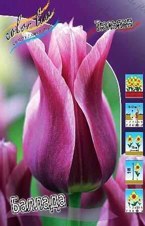 Купить оптом в Ботанике Тюльпан Баллада 10 шт