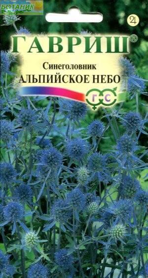 Купить оптом в Ботанике семена Синеголовник Альпийское небо Гав бренд Гавриш