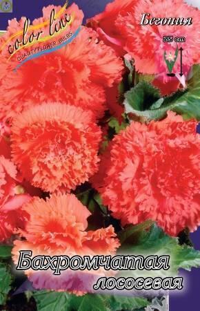 Купить оптом в Ботанике Бегония Бахромчатая лососевая 5/6 50 шт