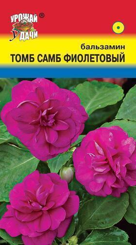 Купить оптом в Ботанике семена Бальзамин Том Самб фиолетовый УУ бренд Урожай Удачи