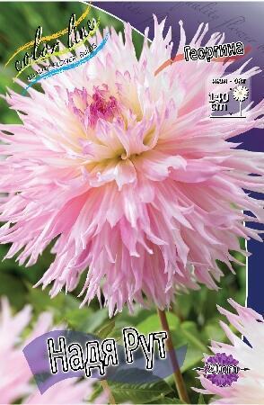 Купить оптом в Ботанике Георгина Надя Рут 1 шт бахромчатые