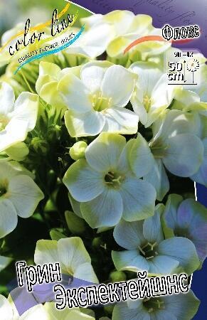 Купить оптом в Ботанике Флокс Грин Экспектейшнс 1 шт