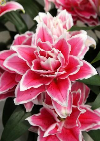 Купить оптом в Ботанике Лилия Саманта 25 шт 