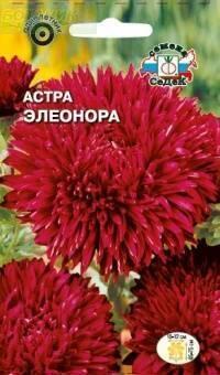 Купить оптом в Ботанике семена Астра Элеонора Сед бренд СеДеК