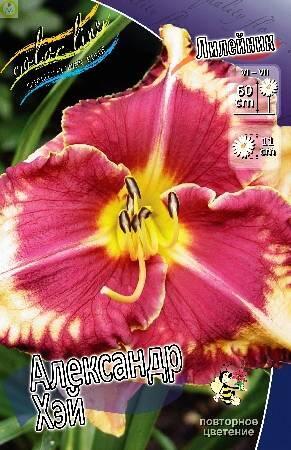 Купить оптом в Ботанике Лилейник Александр Хэй 25шт
