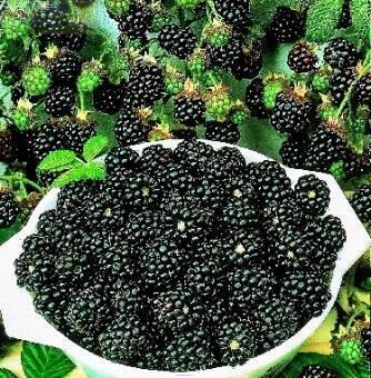 Купить оптом в Ботанике Ежевика кустистая Трипл Краун Р9
