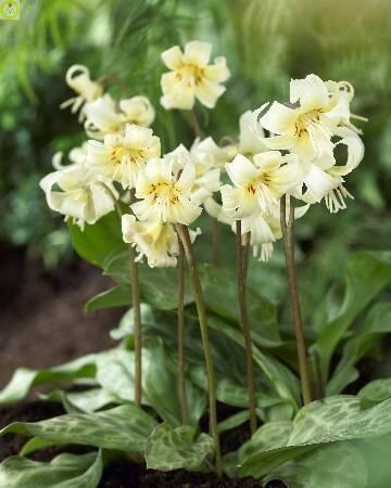 Купить оптом в Ботанике Эритрониум Уайт Бьюти 30 шт