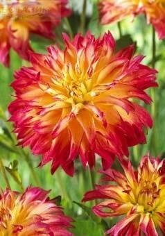 Купить оптом в Ботанике Георгина Пейнтболл 1 шт бахромчатые