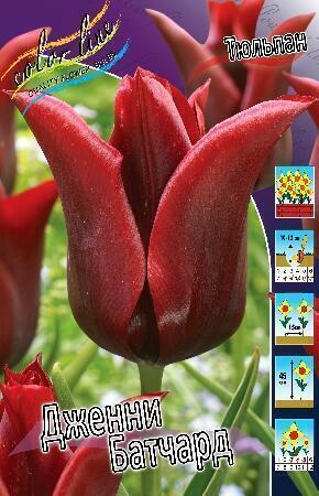 Купить оптом в Ботанике Тюльпан Дженни Батчард 7 шт