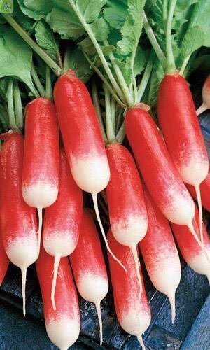 Купить оптом в Ботанике семена Редис Дамский УД бренд Уральский дачник