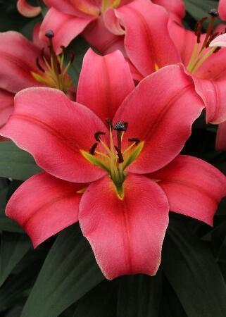 Купить оптом в Ботанике Лилия Импрато 7 шт