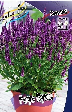 Купить оптом в Ботанике Сальвия Роуз Куинн 1 шт