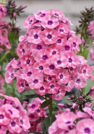 Купить оптом в Ботанике Флокс Ларисса 50шт