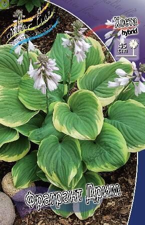 Купить оптом в Ботанике Хоста Фрагрант Дрим 25 шт