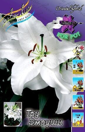 Купить оптом в Ботанике Лилия Тру Эмоушн 5 шт