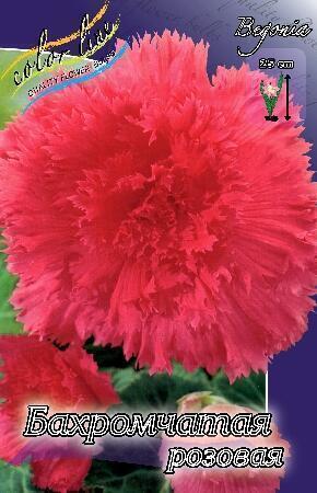 Купить оптом в Ботанике Бегония Бахромчатая розовая 5/6 50 шт