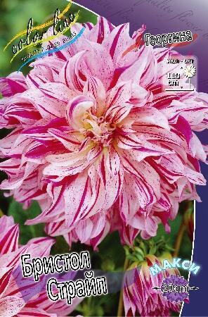Купить оптом в Ботанике Георгина Бристол Страйп 1 шт декоративные