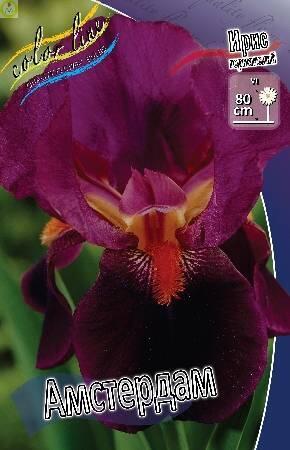 Купить оптом в Ботанике Ирис Амстердам 50 шт