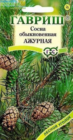 Купить оптом в Ботанике семена Сосна Ажурная обыкновенная Гав бренд Гавриш