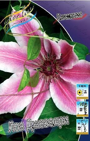 Купить оптом в Ботанике Клематис Лов Джеверли 2 шт