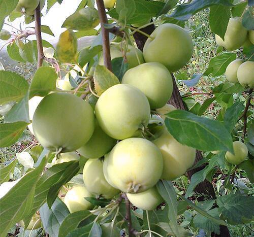 Купить оптом в Ботанике Яблоня Свердловчанин