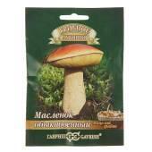 Мицелий грибов Масленок на зерновом субстрате