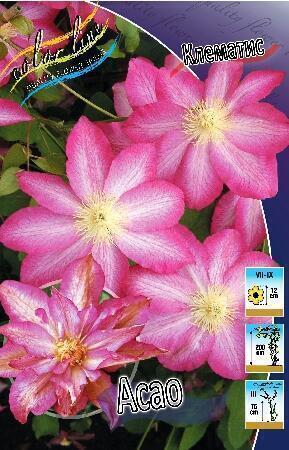 Купить оптом в Ботанике Клематис Асао 2 шт