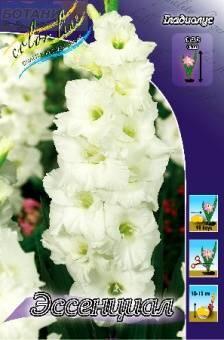 Купить оптом в Ботанике Гладиолус Эссенциал 8 шт