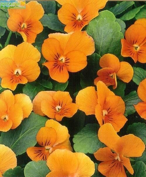 Купить оптом в Ботанике семена Фиалка Оранжевая рогатая Аэл бренд Аэлита