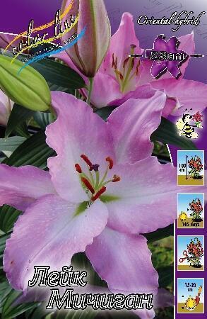 Купить оптом в Ботанике Лилия Лейк Мичиган 7 шт