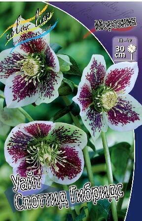 Купить оптом в Ботанике Морозник Уайт Споттид Гибридс 1 шт