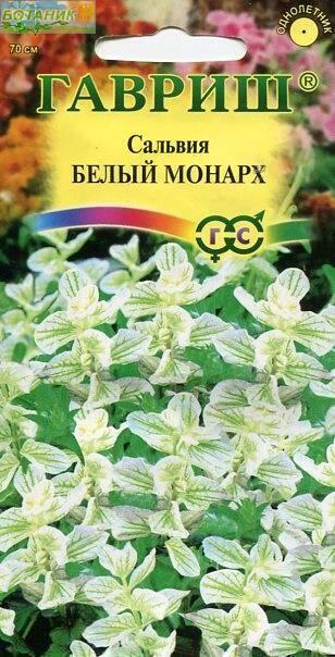 Купить оптом в Ботанике семена Сальвия Белый монарх Гав бренд Гавриш