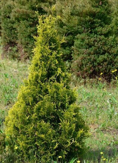 Купить оптом в Ботанике Туя западная Столвайк P9