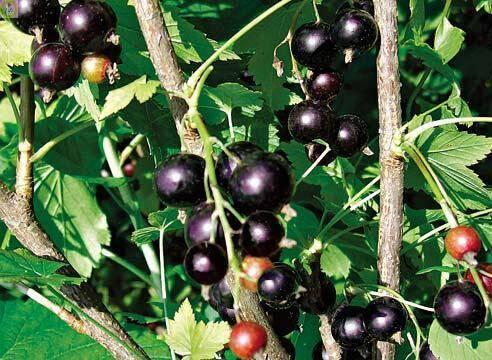 Купить оптом в Ботанике Смородина чёрная Интерконтиненталь