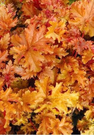 Купить оптом в Ботанике Гейхера Амбер Вейвз 25шт