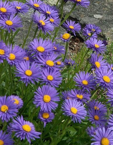 Купить оптом в Ботанике семена Астра Альпийская голубая Акв бренд Акварель