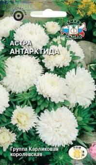 Купить оптом в Ботанике семена Астра Антарктида белая карликовая Сед бренд СеДеК