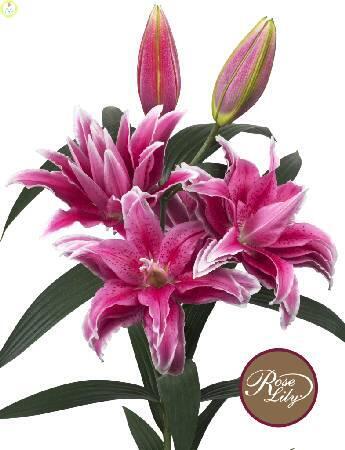 Купить оптом в Ботанике Лилия Татьяна 25 шт 