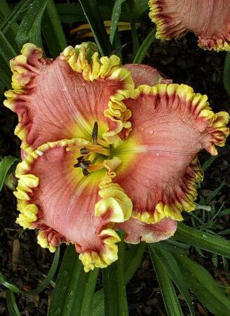 Купить оптом в Ботанике Лилейник Барбара Барнез 1 шт