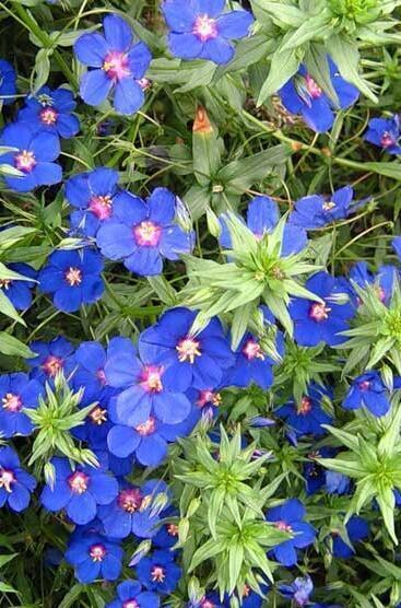 Купить оптом в Ботанике семена Анагаллис Полевой Акв бренд Акварель