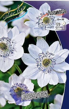 Купить оптом в Ботанике Анемона Левелли 1 шт