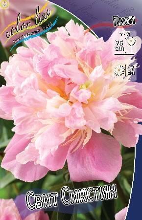Купить оптом в Ботанике Пион Свит Сикстин 25 шт