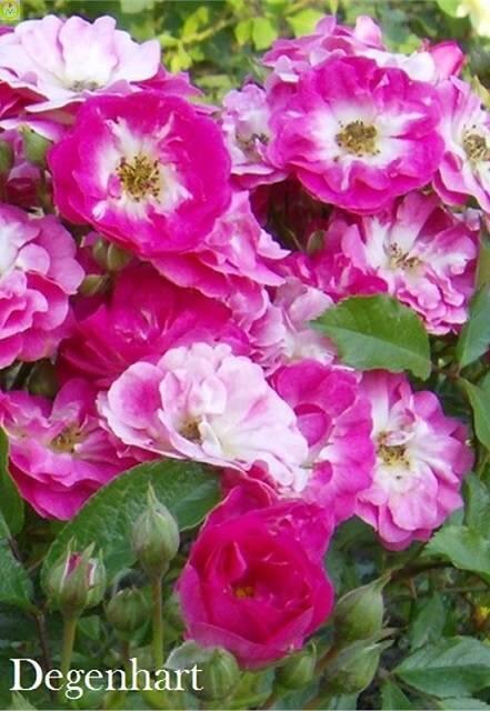 Купить оптом в Ботанике Роза Дегенхарт 1 шт миниатюрные